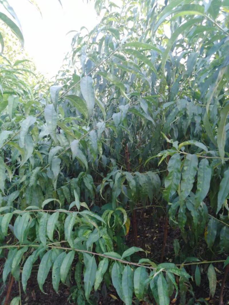 桃树苗嫁接红不软，大久保，山桃苗占地桃树
