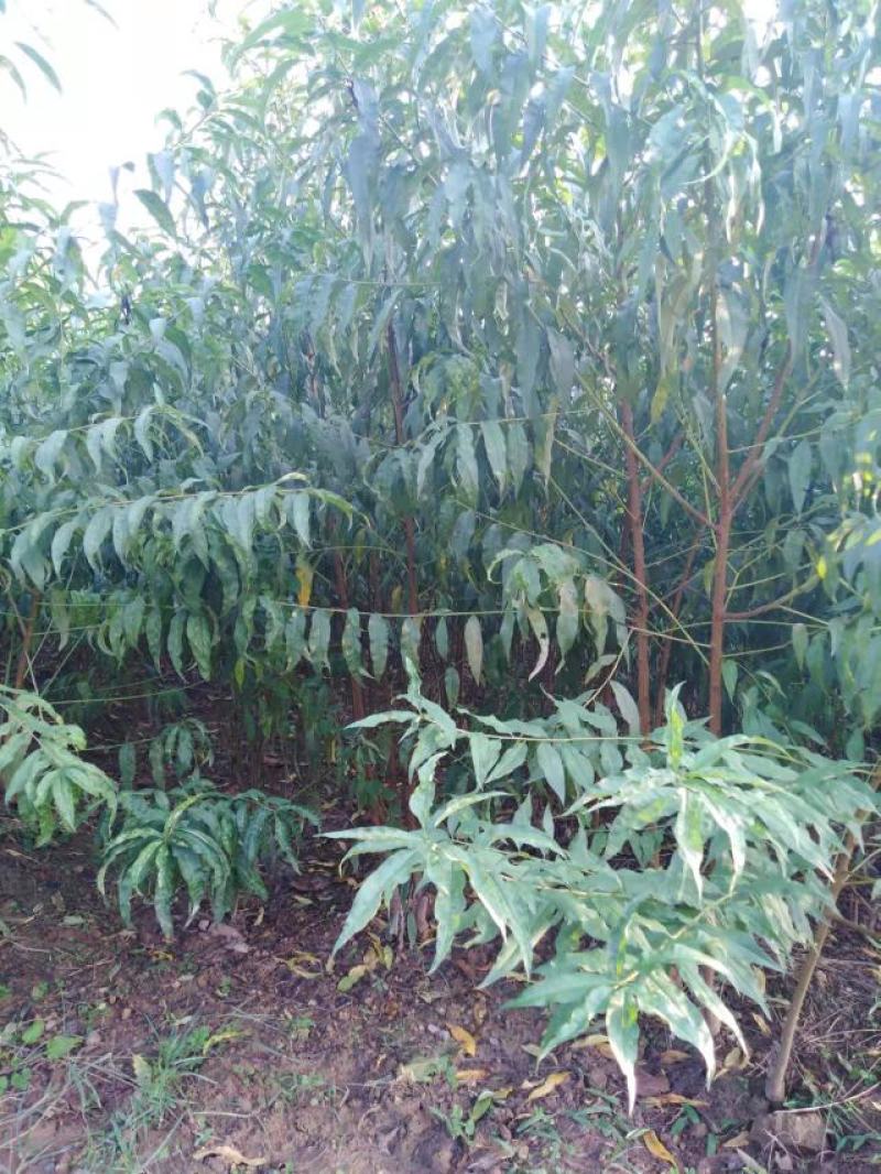 桃树苗嫁接红不软，大久保，山桃苗占地桃树