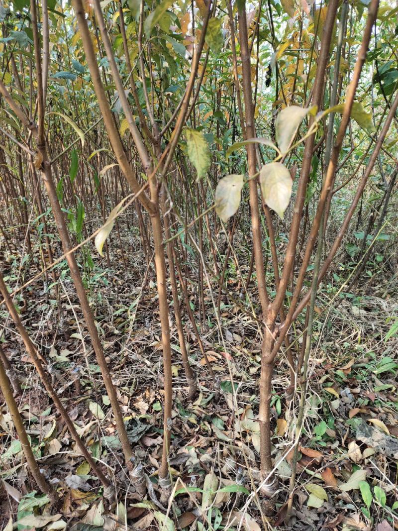 茵红李子苗（半边红李子苗）基地一手货源，品种保证