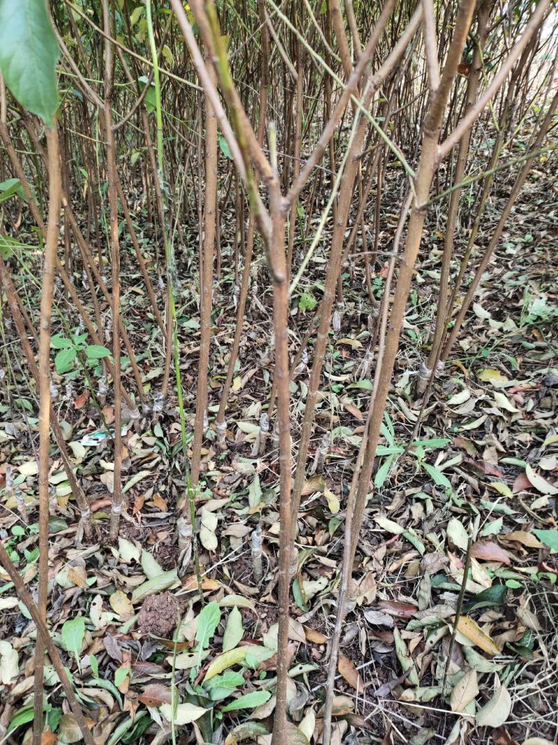 茵红李子苗（半边红李子苗）基地一手货源，品种保证