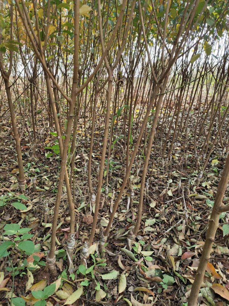 茵红李子苗（半边红李子苗）基地一手货源，品种保证