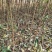 茵红李子苗（半边红李子苗）基地一手货源，品种保证