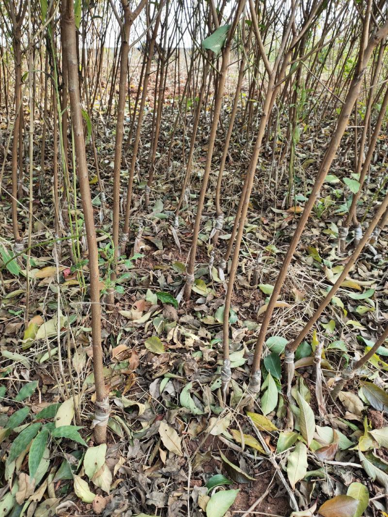 茵红李子苗（半边红李子苗）基地一手货源，品种保证