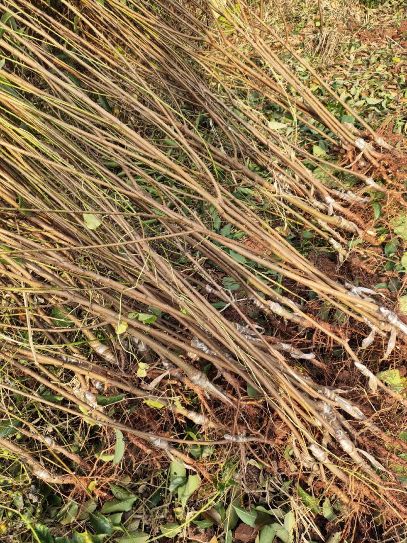 茵红李子苗（半边红李子苗）基地一手货源，品种保证