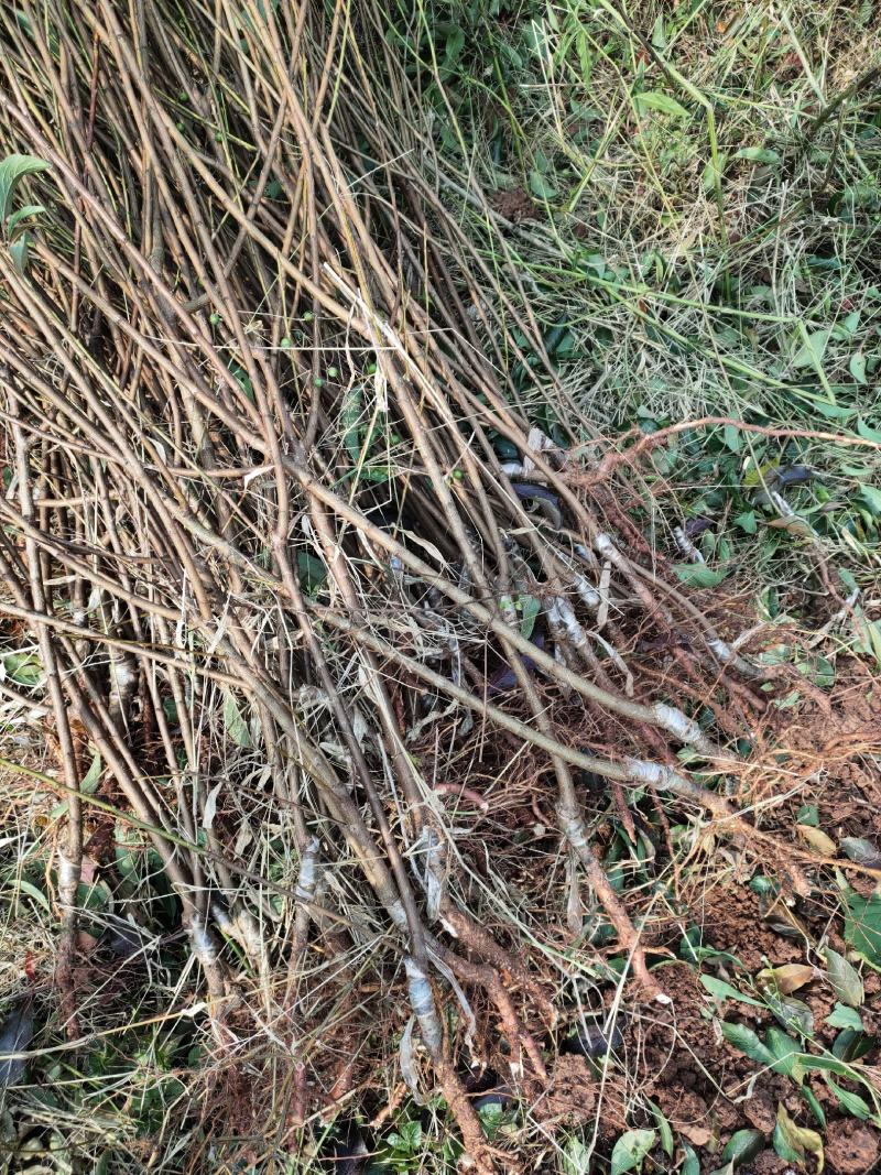 茵红李子苗（半边红李子苗）基地一手货源，品种保证