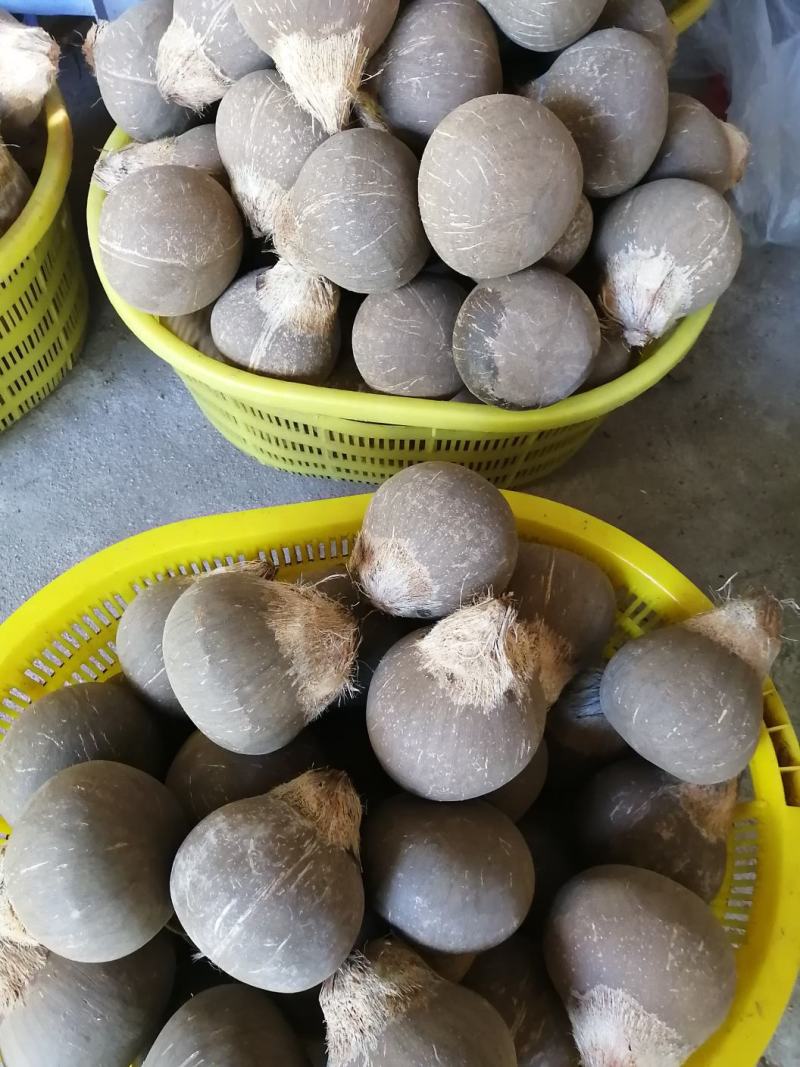 椰皇只打磨不抛光的，厂家批发，一年四季供货。