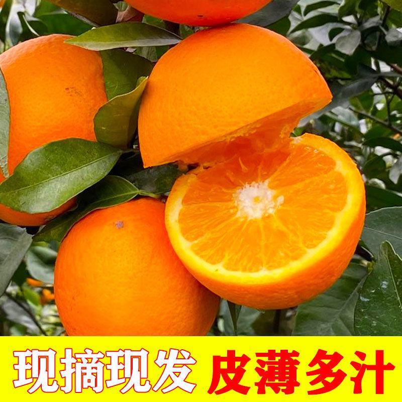 脐橙长虹脐橙果园直发供应电商批发商（量大优费）货品
