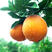 脐橙长虹脐橙果园直发供应电商批发商（量大优费）货品