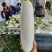 湖北天门精品白萝卜