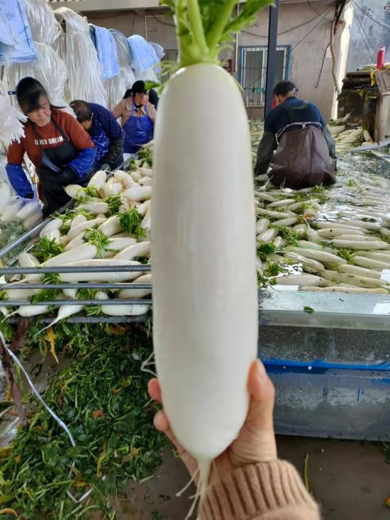 湖北天门精品白萝卜
