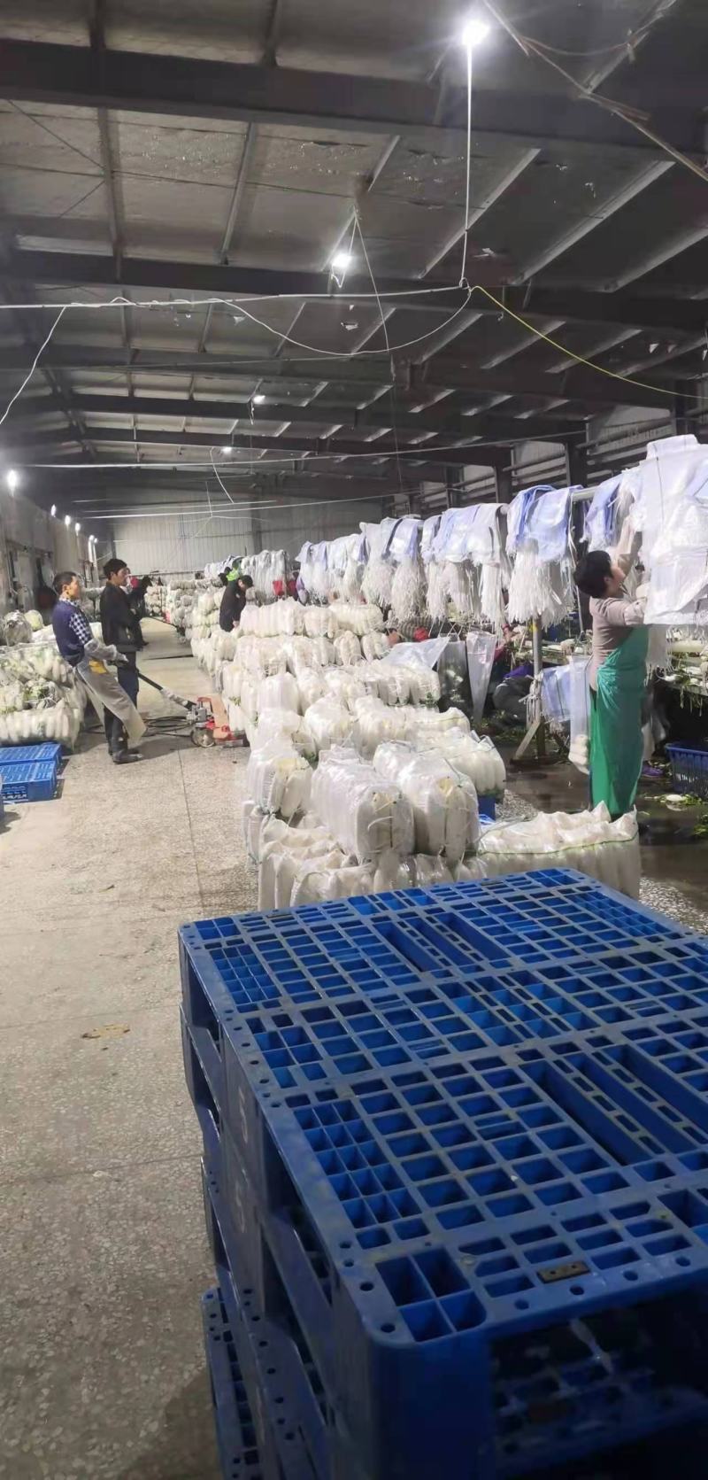 湖北天门精品白萝卜