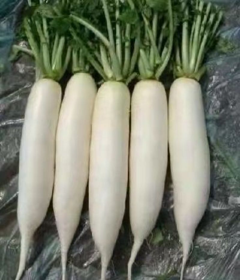 湖北天门精品白萝卜