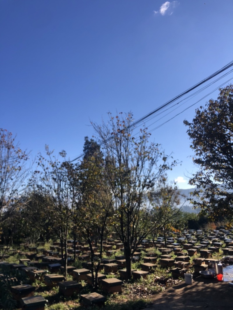 江川利满园中蜂养殖基地，蜂厂直供。