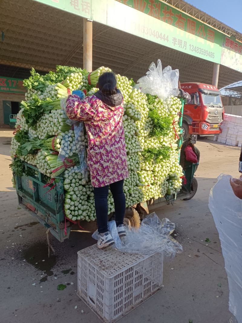 精品小芹菜大量上市有需要的老板，请跟我联系