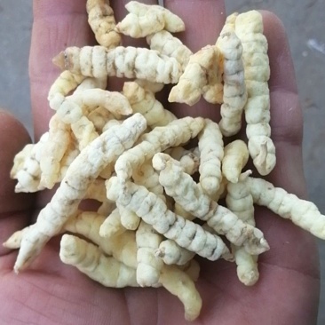 草石蚕新货包邮地蚕泽兰根中草药土冬虫草