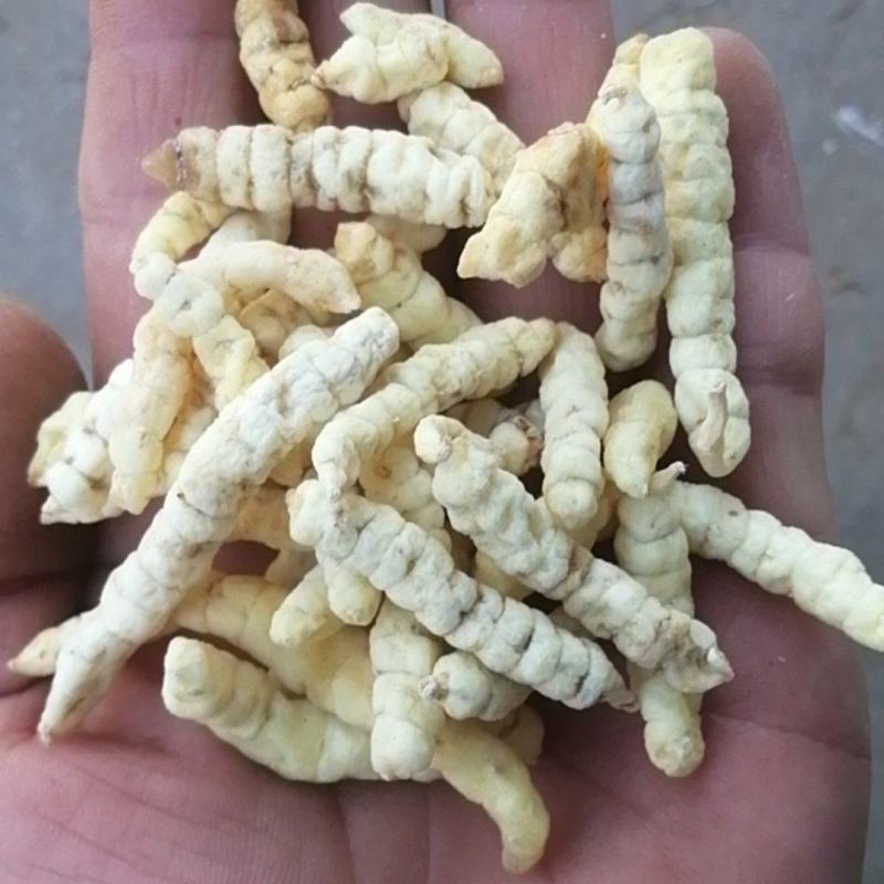 草石蚕新货包邮地蚕泽兰根中草药土冬虫草