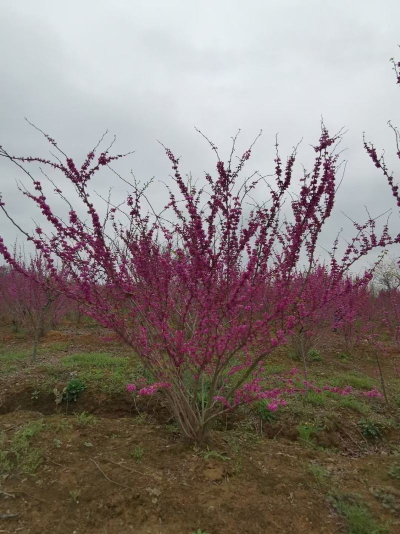 丛生紫荆江苏沭阳基地直供无中间商有需要联系