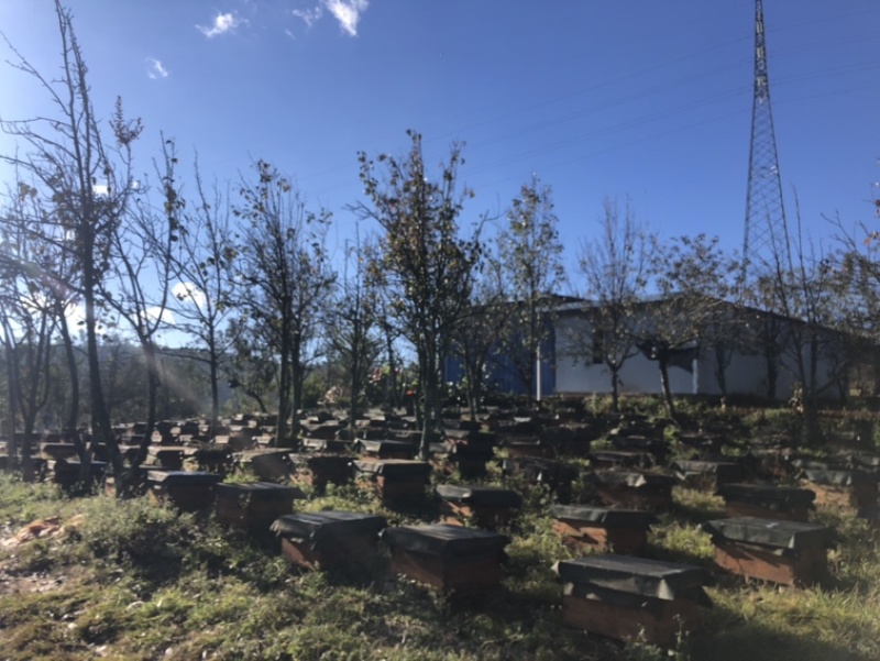 江川利满园中蜂养殖基地，蜂厂直供。