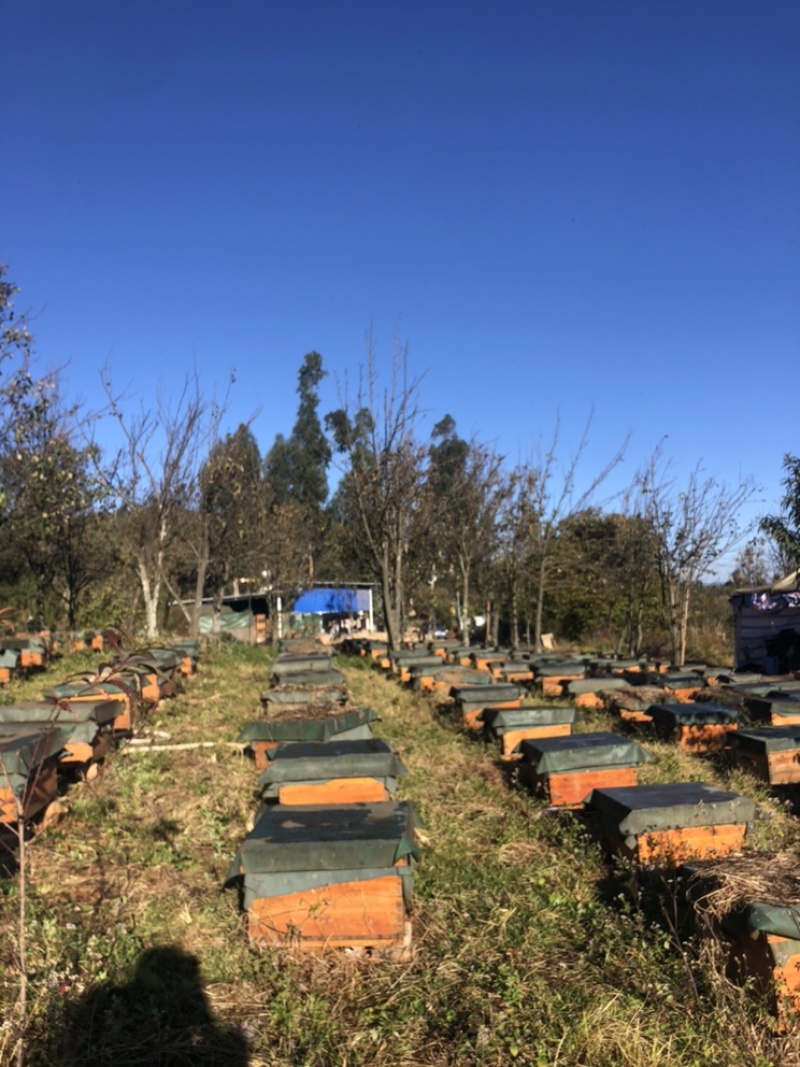 江川利满园中蜂养殖基地，蜂厂直供。