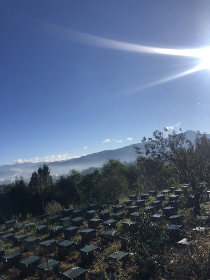 江川利满园中蜂养殖基地，蜂厂直供。