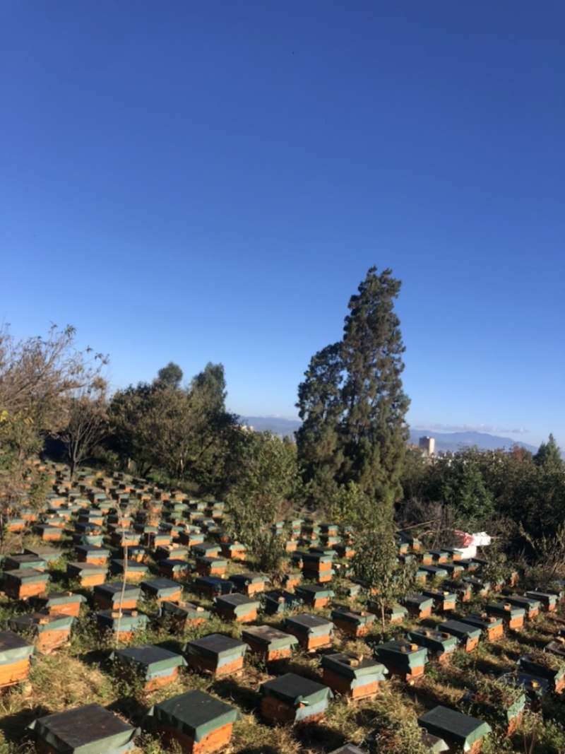 江川利满园中蜂养殖基地，蜂厂直供。