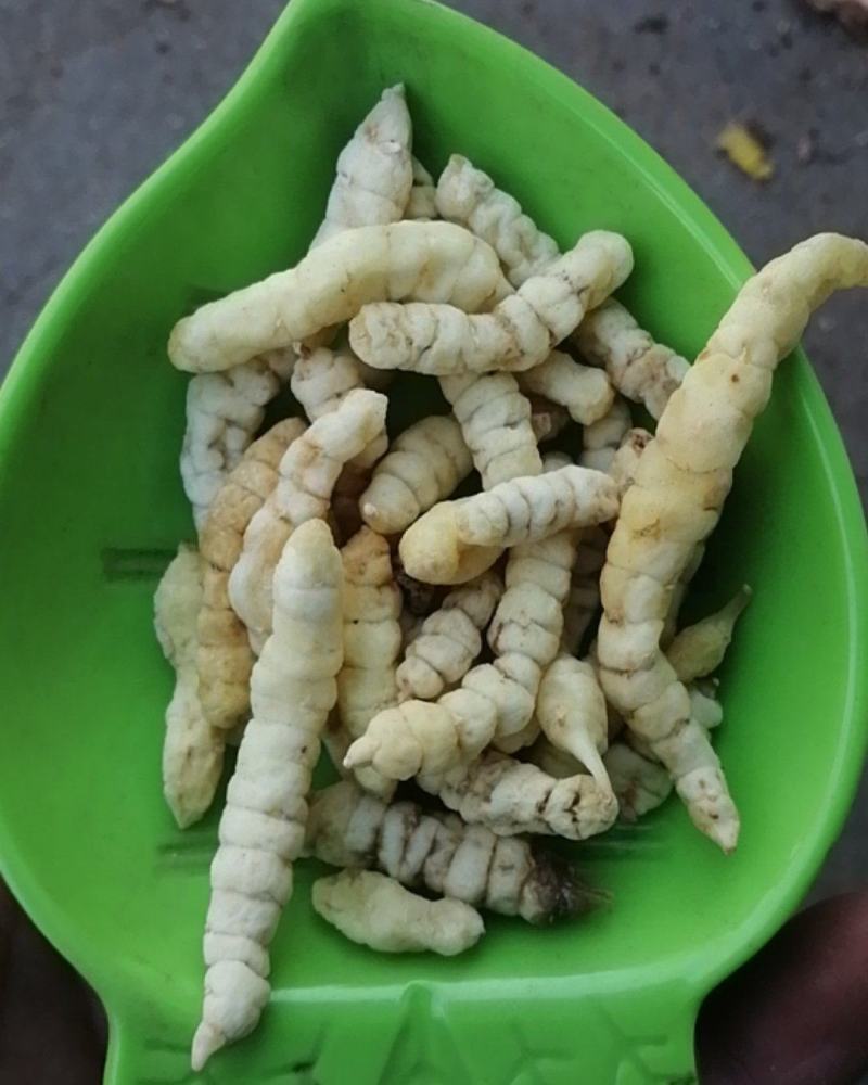 草石蚕新货包邮地蚕泽兰根中草药土冬虫草