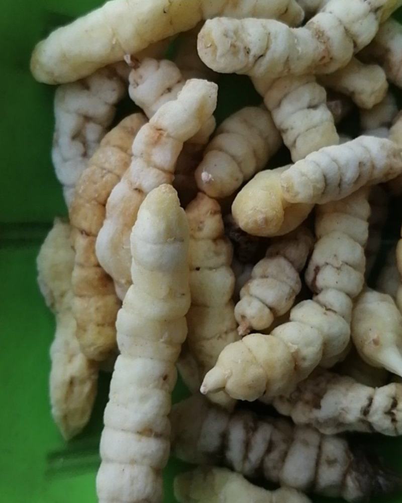 草石蚕新货包邮地蚕泽兰根中草药土冬虫草