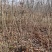 丛生紫荆江苏沭阳基地直供无中间商有需要联系