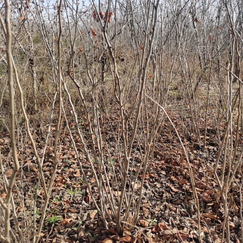 丛生紫荆江苏沭阳基地直供无中间商有需要联系