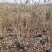 丛生紫荆江苏沭阳基地直供无中间商有需要联系