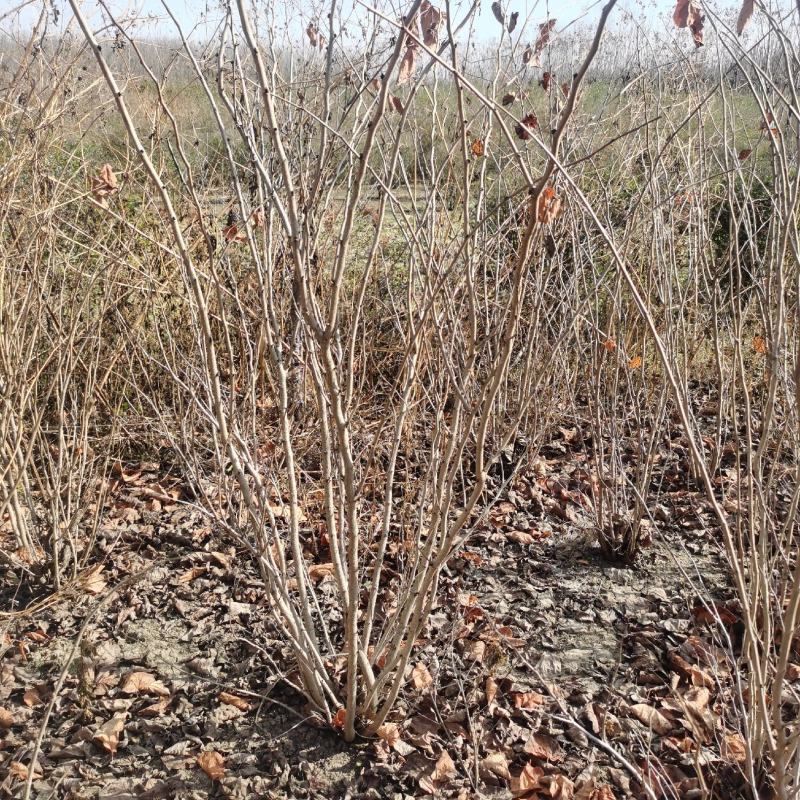 丛生紫荆江苏沭阳基地直供无中间商有需要联系