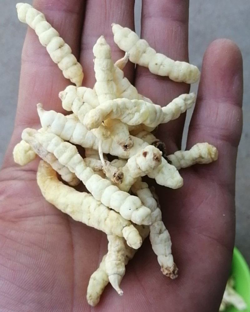 草石蚕新货包邮地蚕泽兰根中草药土冬虫草