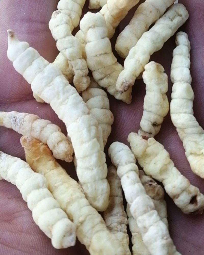 草石蚕新货包邮地蚕泽兰根中草药土冬虫草
