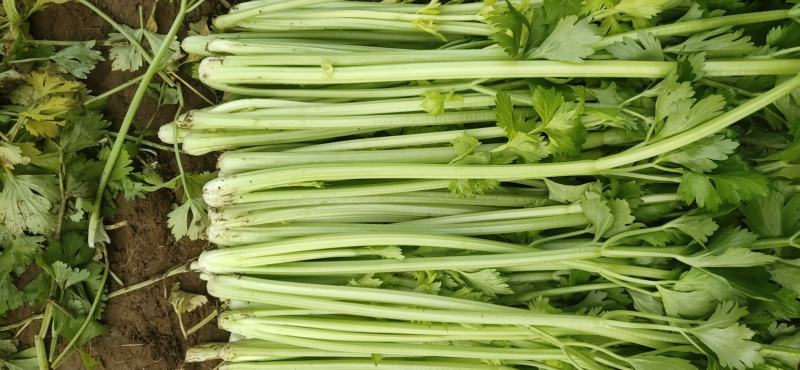 精品法国皇后芹菜大量上市了