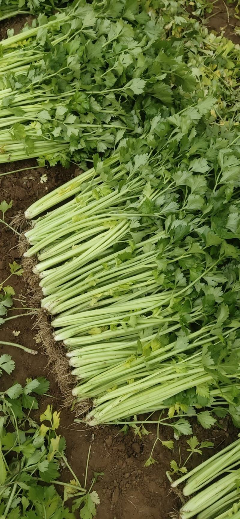 精品法国皇后芹菜大量上市了