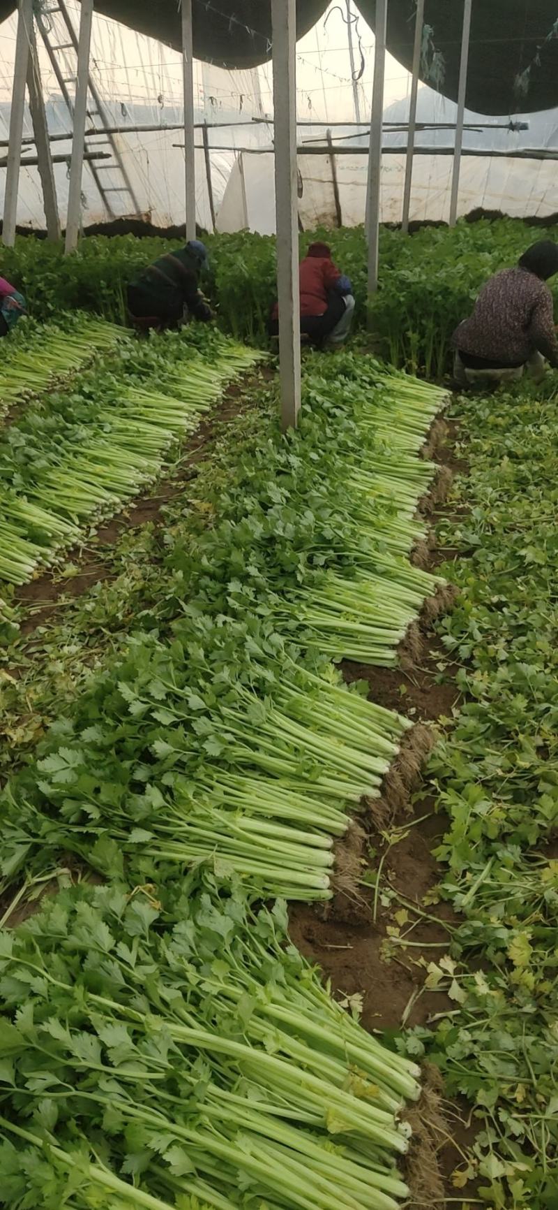 精品法国皇后芹菜大量上市了
