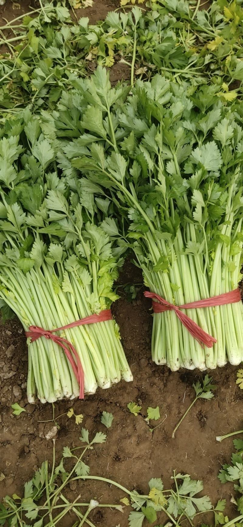 精品法国皇后芹菜大量上市了