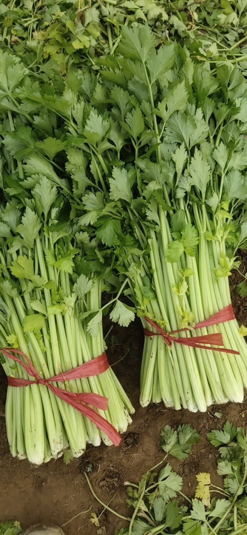 精品法国皇后芹菜大量上市了