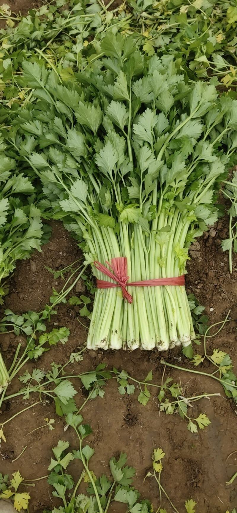 精品法国皇后芹菜大量上市了