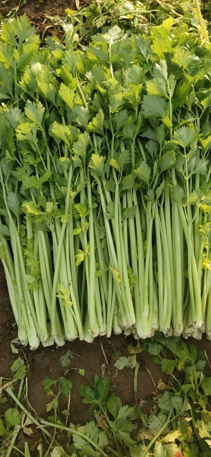 精品法国皇后芹菜大量上市了