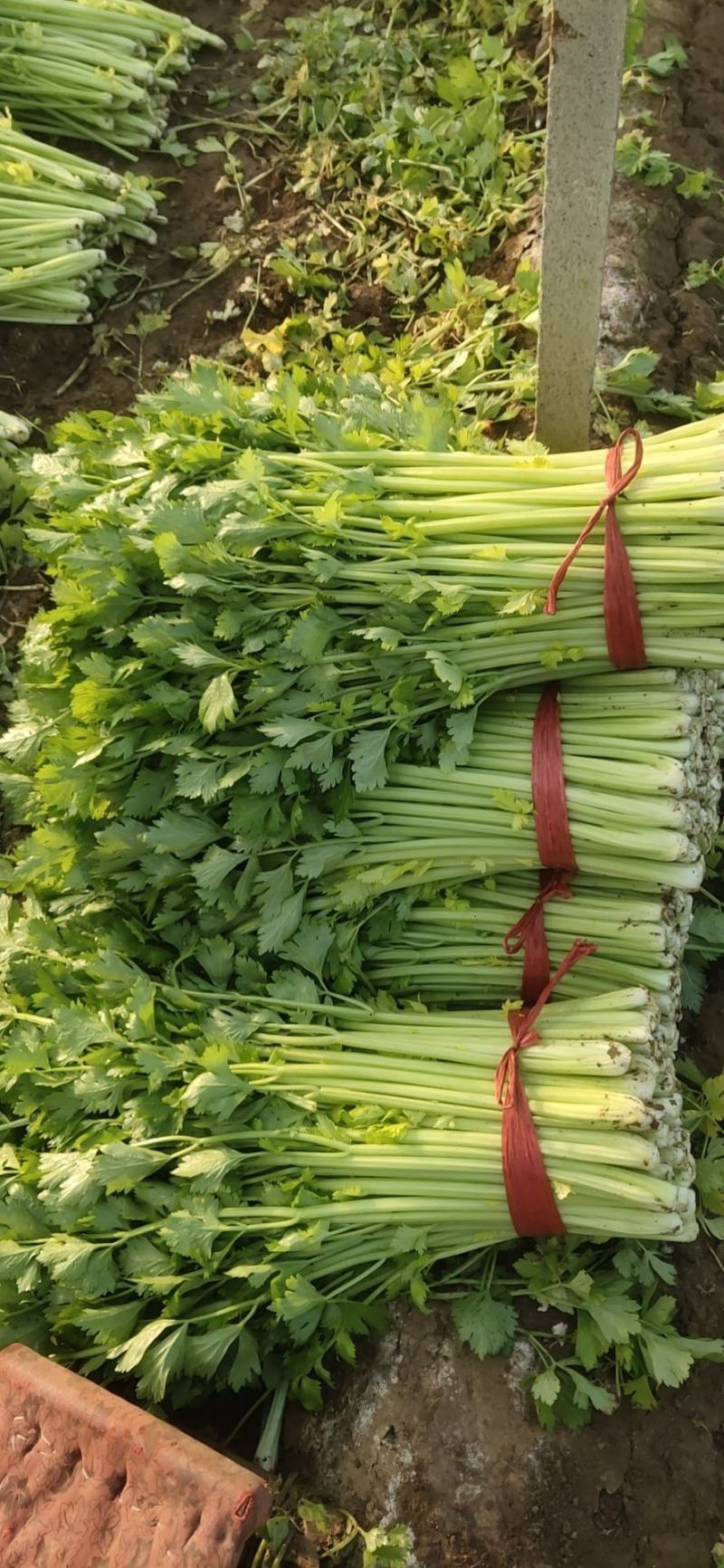 精品法国皇后芹菜大量上市了
