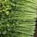 精品法国皇后芹菜大量上市了