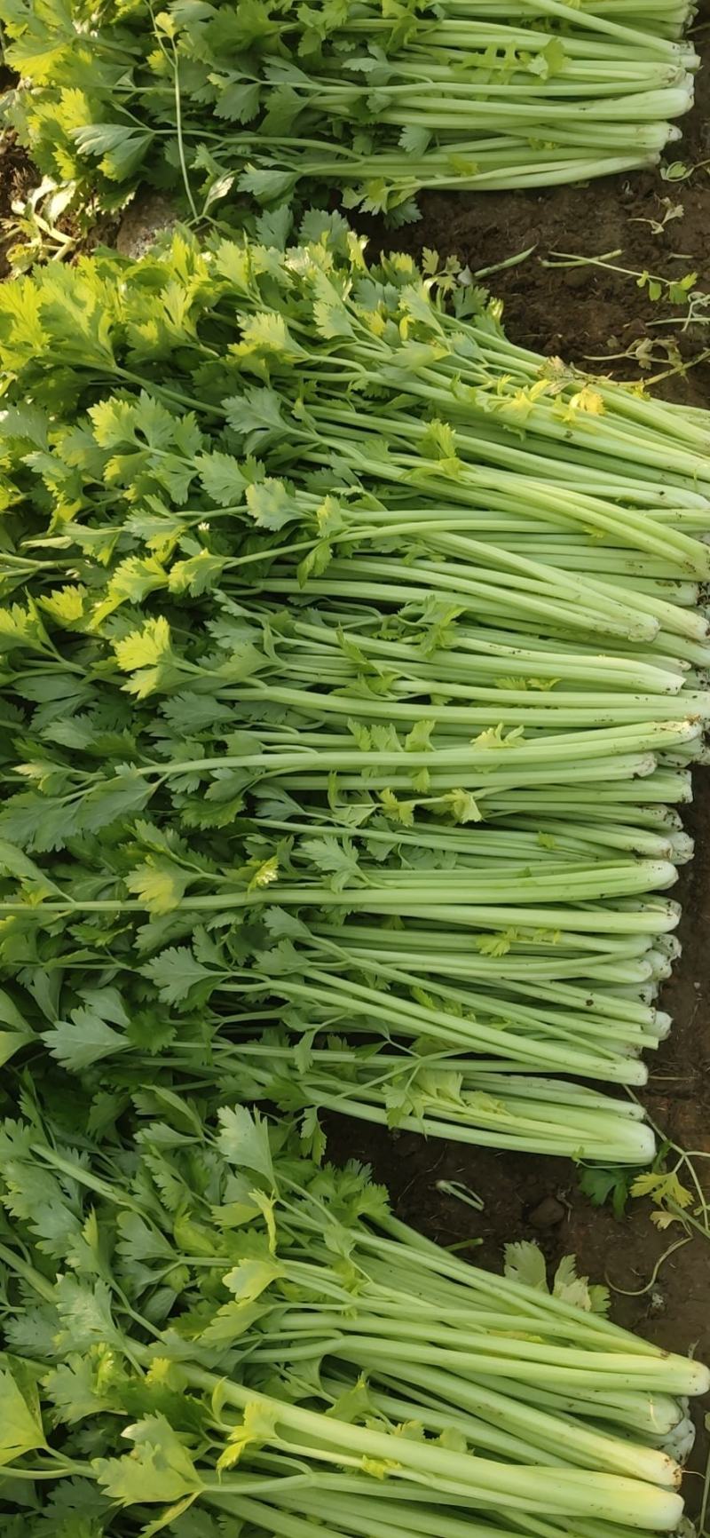 精品法国皇后芹菜大量上市了