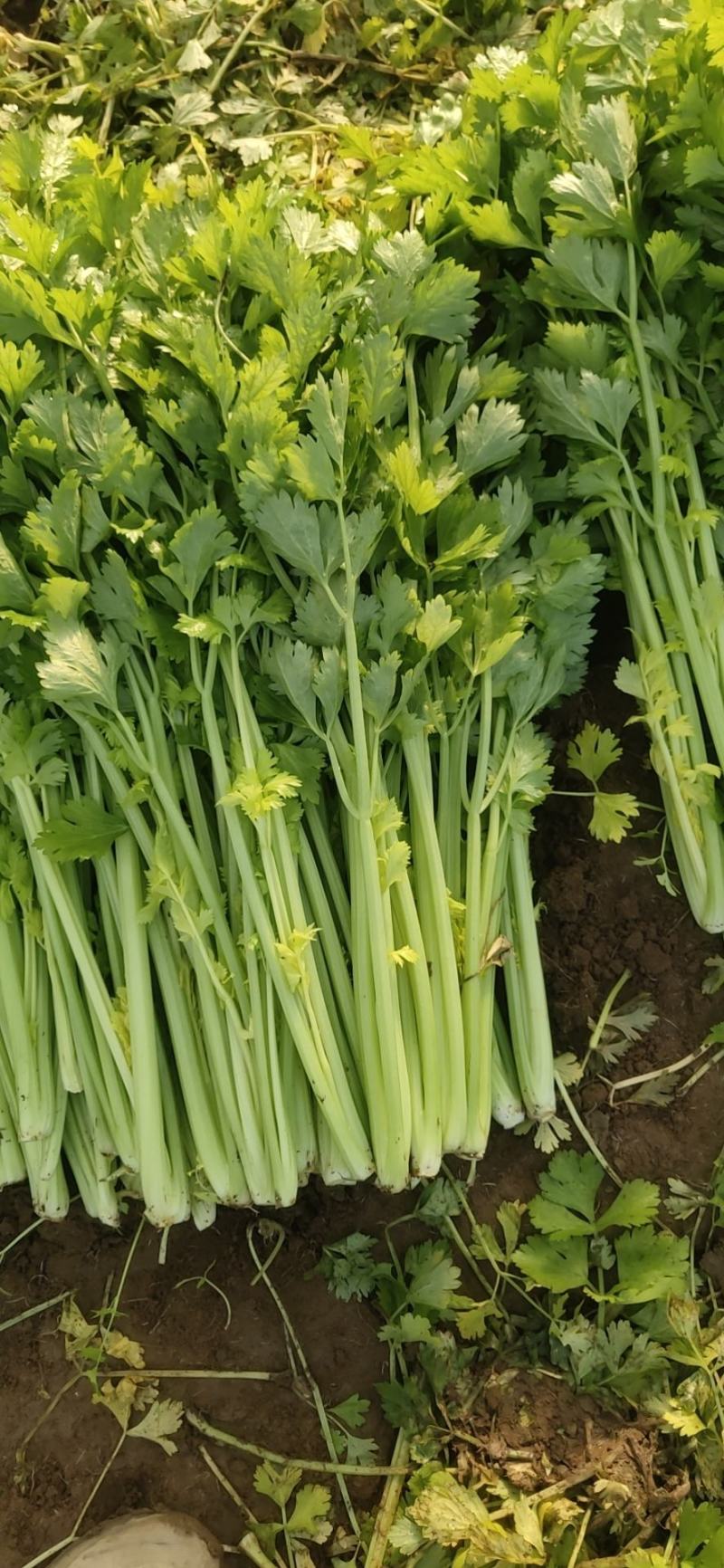 精品法国皇后芹菜大量上市了
