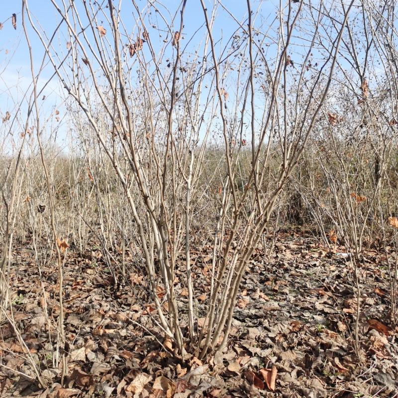 丛生紫荆江苏沭阳基地直供无中间商有需要联系