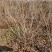 丛生紫荆江苏沭阳基地直供无中间商有需要联系