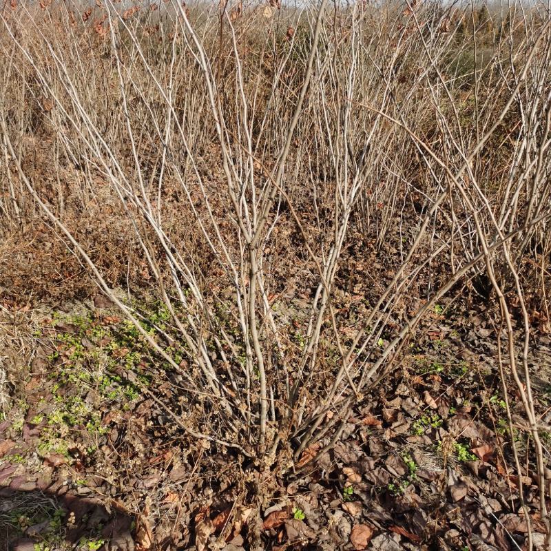 丛生紫荆江苏沭阳基地直供无中间商有需要联系