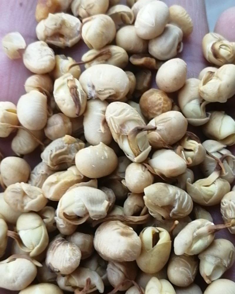 大豆黄卷大豆卷冷背药材齐全不满意可退换货