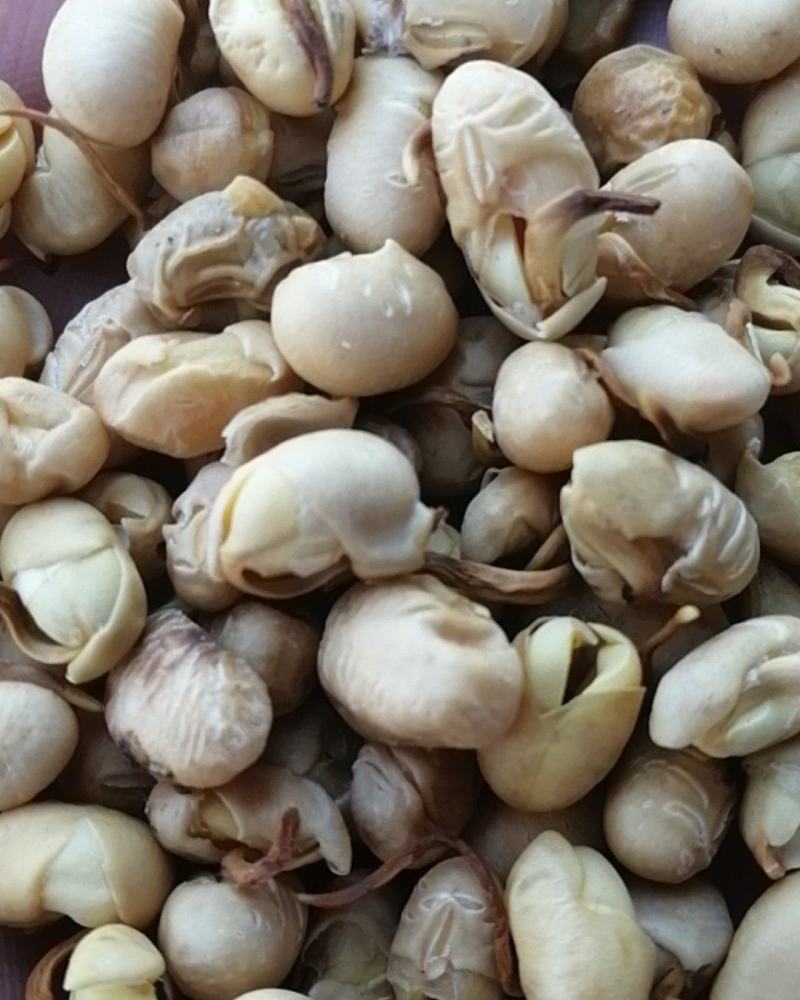 大豆黄卷大豆卷冷背药材齐全不满意可退换货
