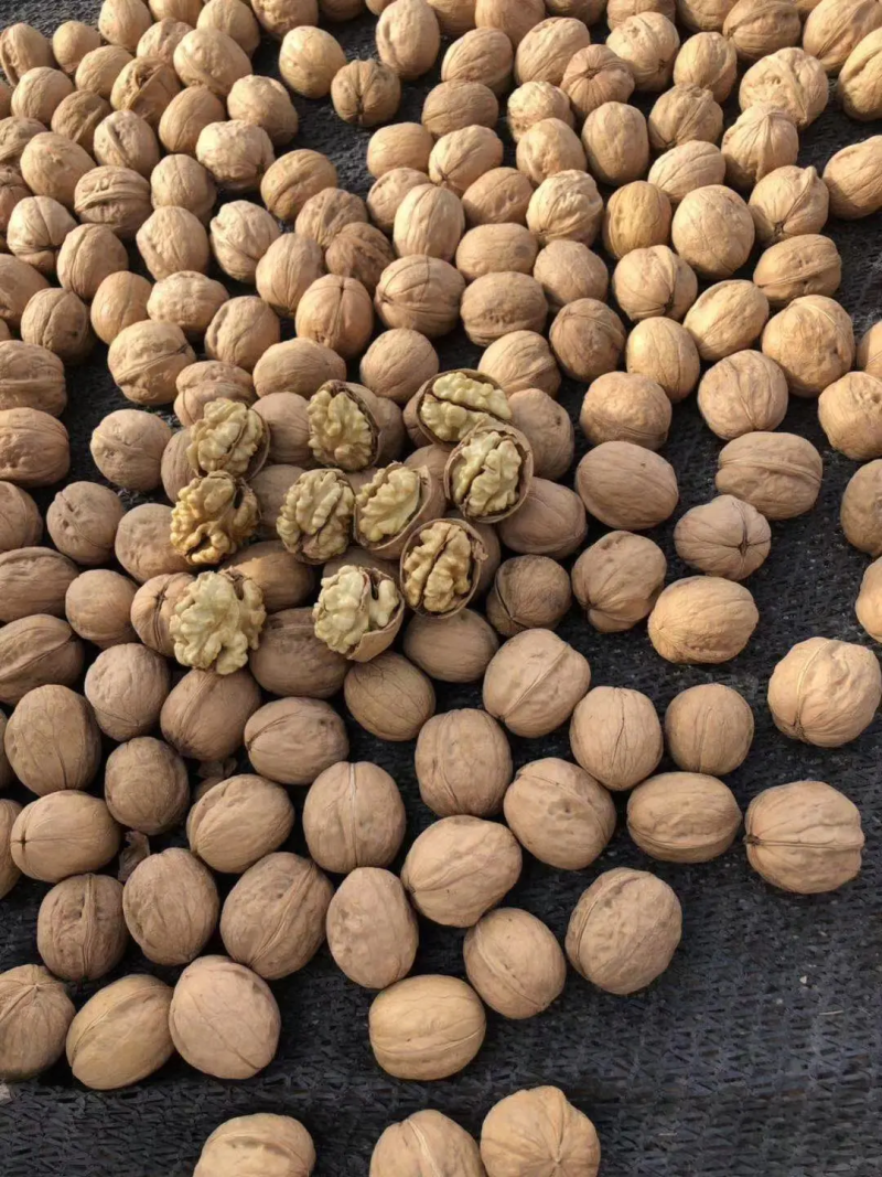 新疆阿克苏185纸皮核桃产地直销物美价廉量大从